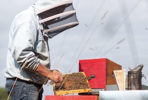 Apiculteur producteur de miel en Alsace Laurent Lehr