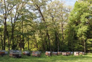 Ruchers producteur de miel en Alsace