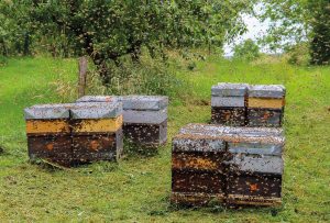 Ruchers producteur de miel en Alsace