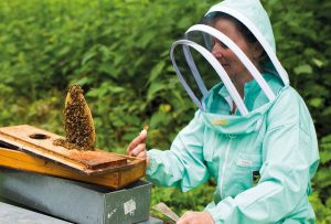 Apiculteur producteur de miel en Alsace Sylvie Lehr